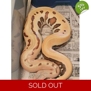 Golden Eye Pos VPI/Genetic Stripe